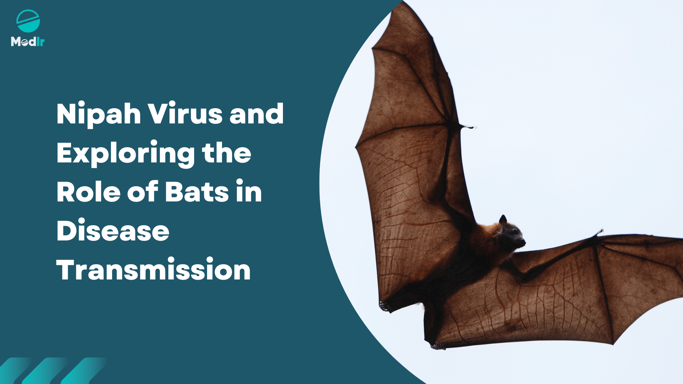 Nipah Virus and Exploring the Role of Bats in Disease Transmission