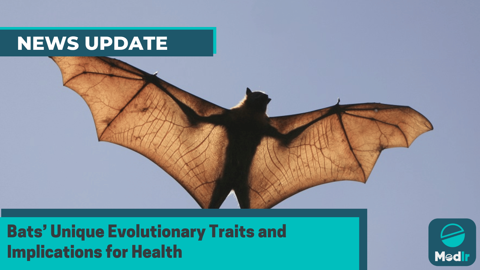 Bats’ Unique Evolutionary Traits and Implications for Health